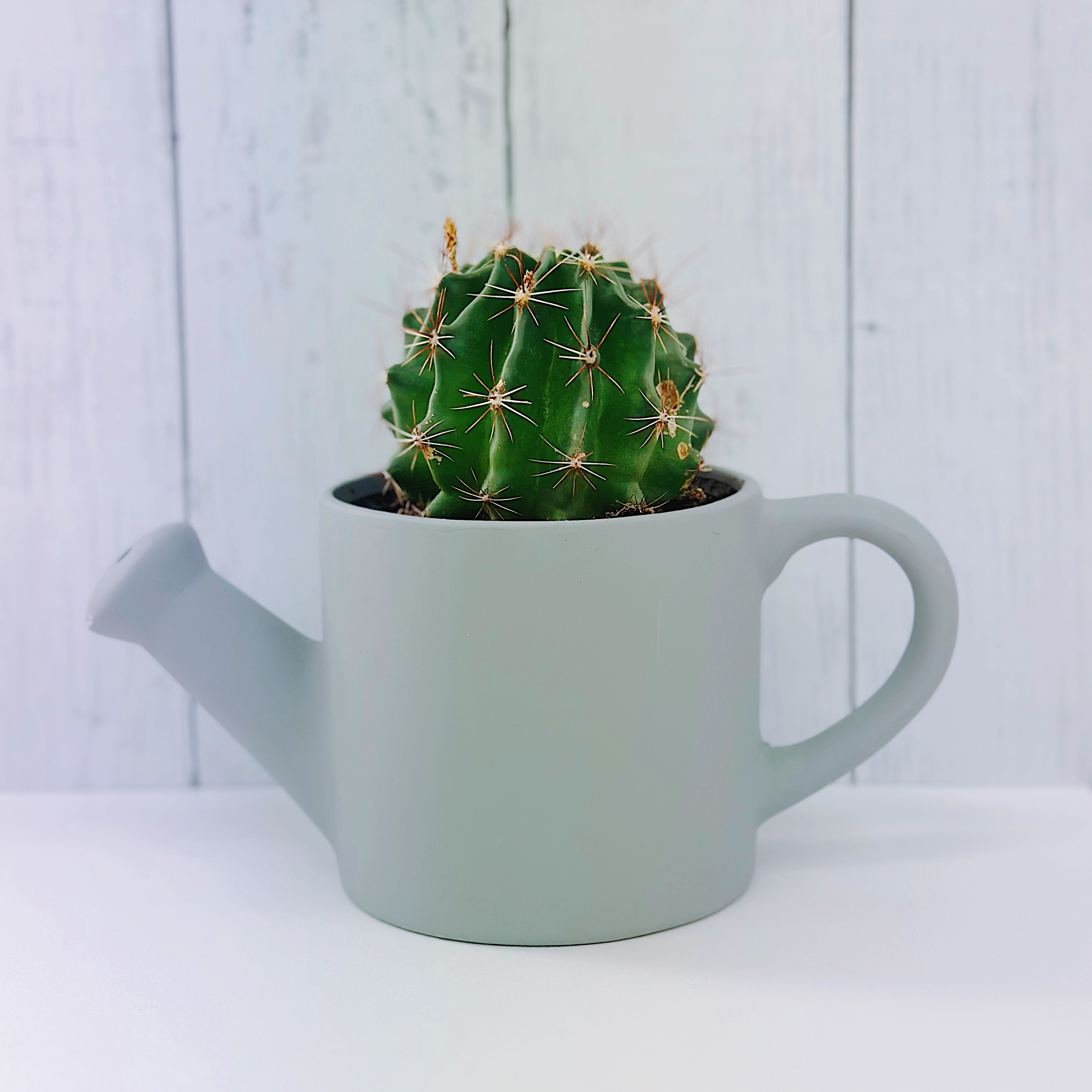 観葉植物メンテナンス
